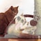 Pet Adobe 3-tier 34.5-inch Cat Tree Multilevel Tower with Scratching Posts, Ladder and Toys for Cats/Kittens 599663DNS - alternate 7